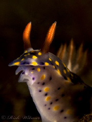 Hypselodoris infucata in Tulamben, Bali.  G9/DS160s/Stack... by Richard Witmer 